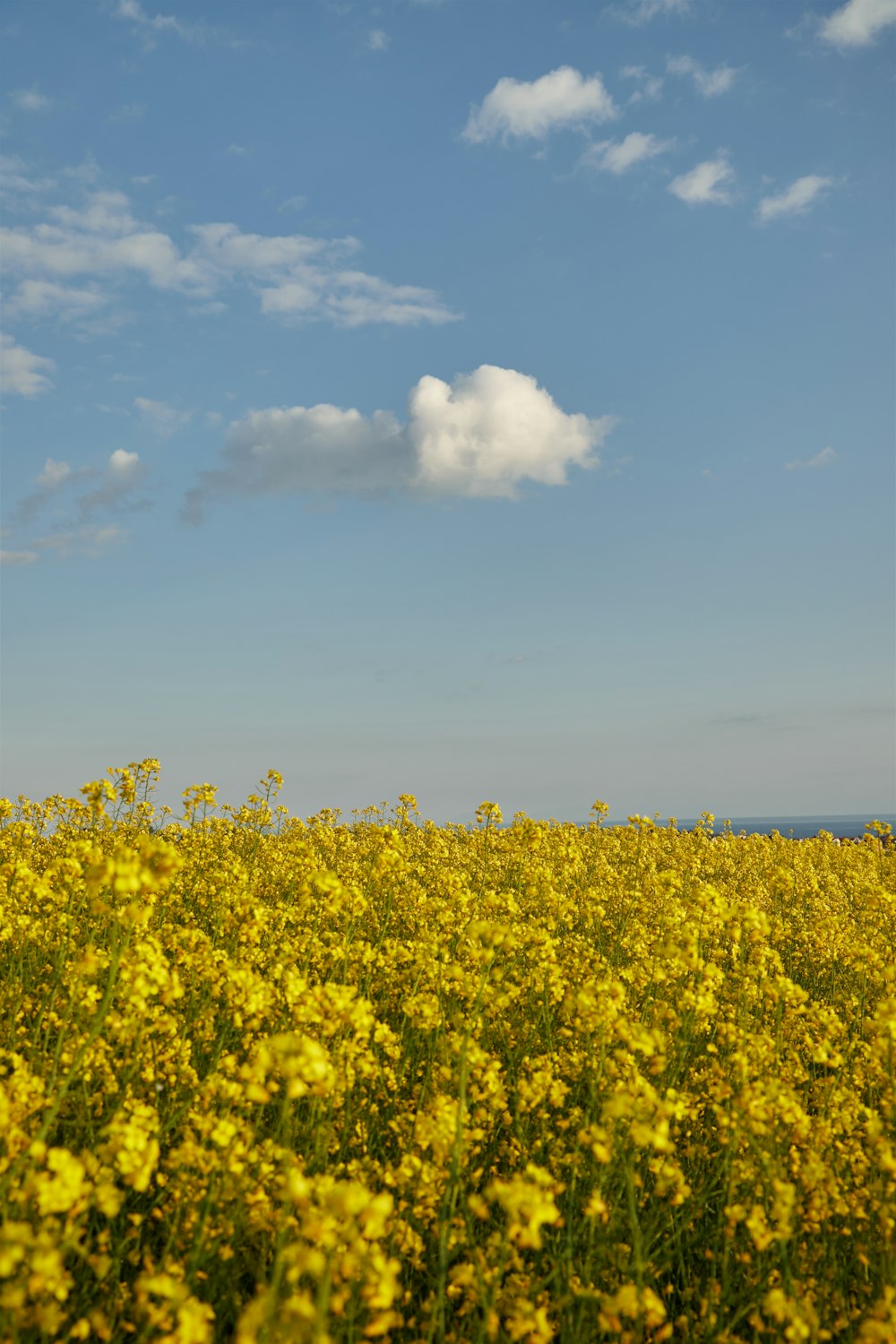 a field full of yellow flowers under a blue sky