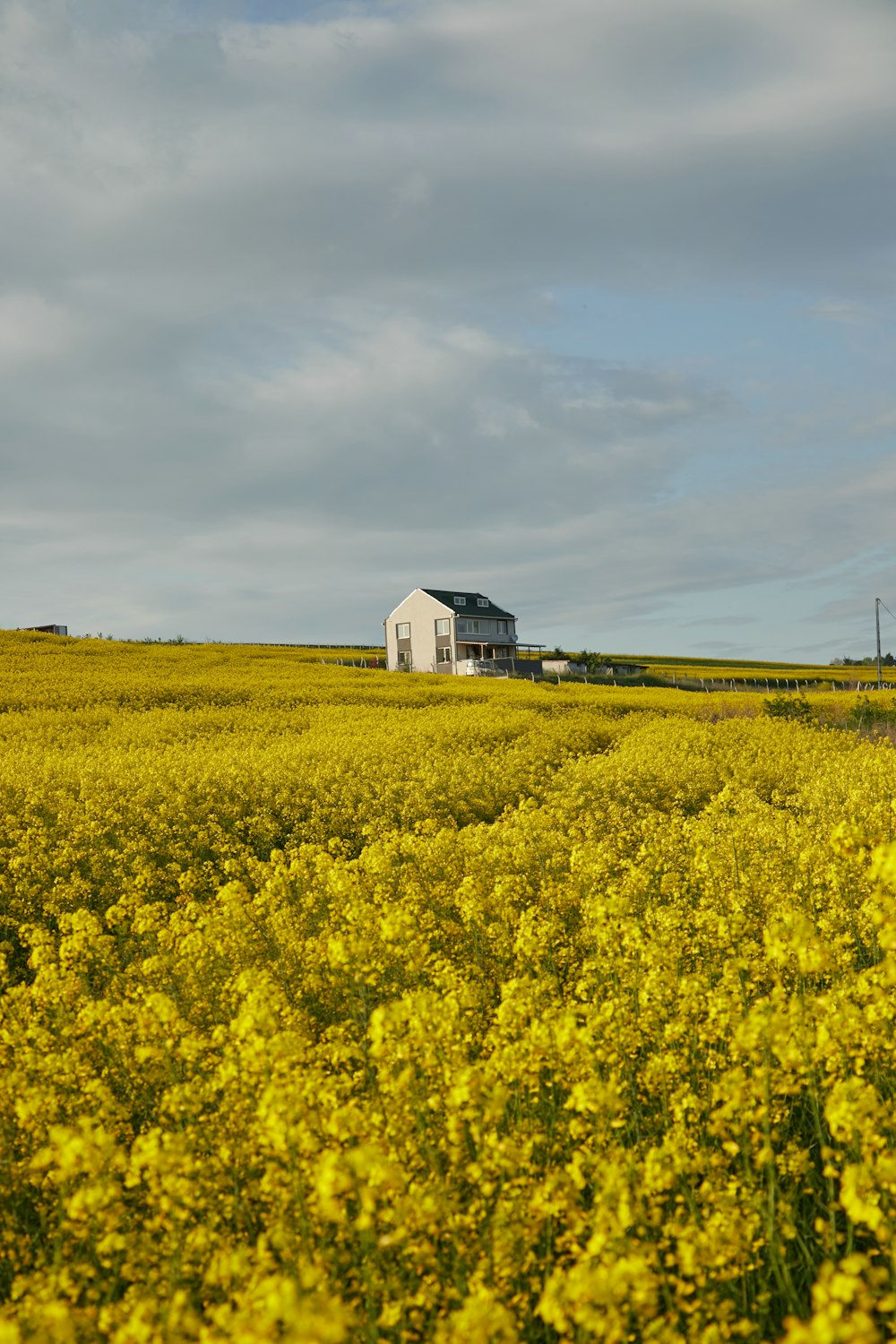 a field of yellow flowers with a house in the background