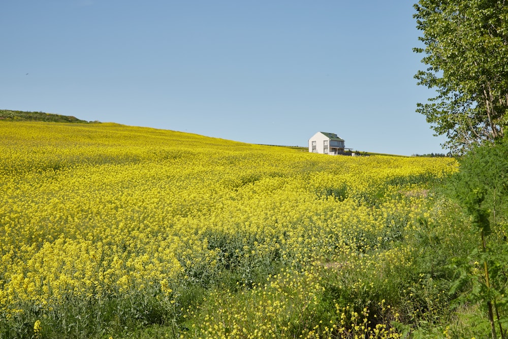 a field of yellow flowers and a house on a hill