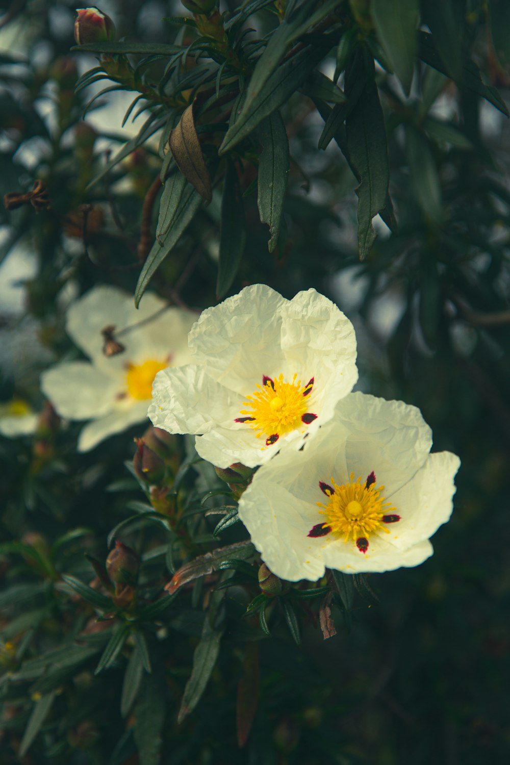 a couple of white flowers sitting on top of a tree