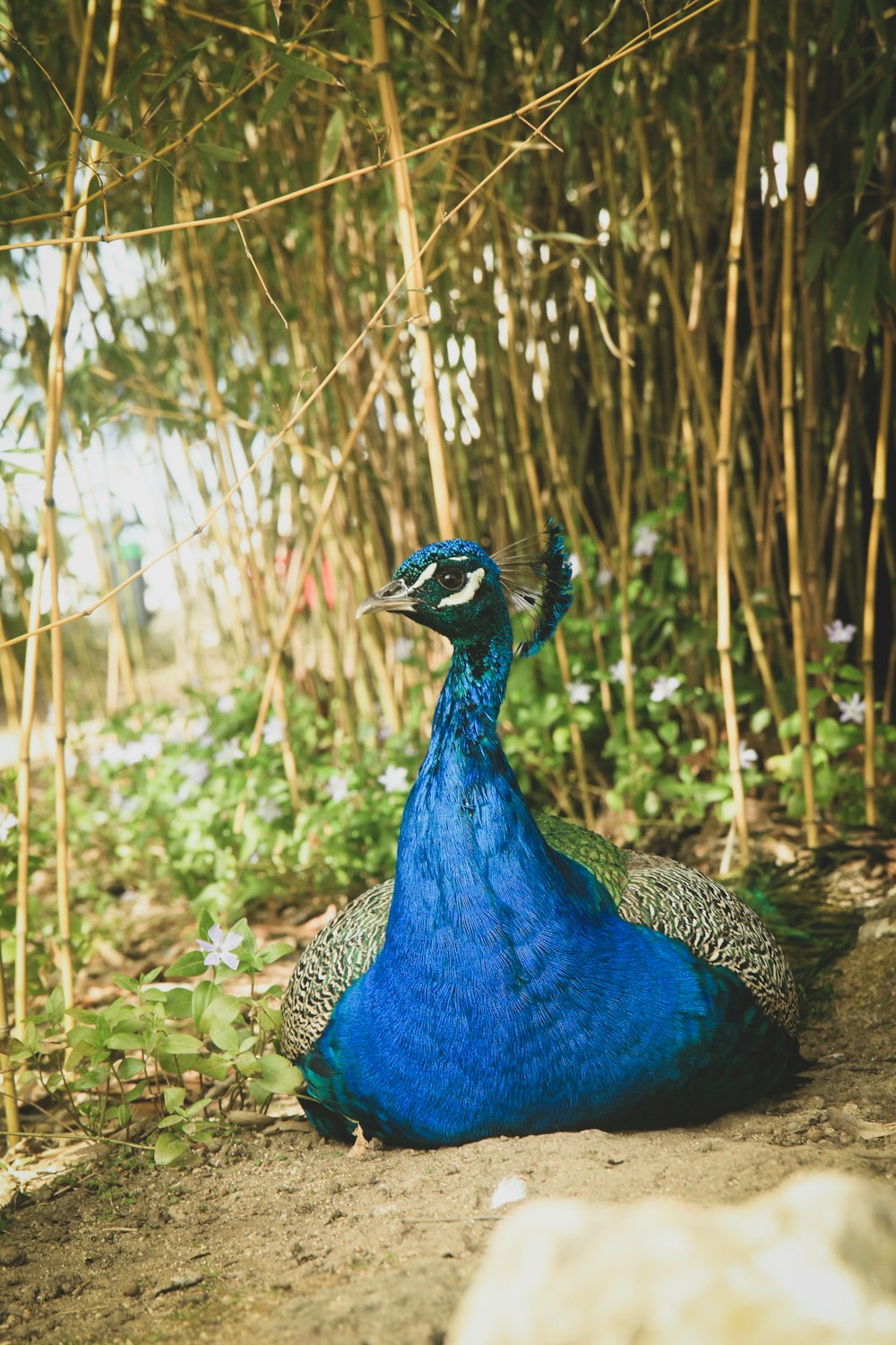 a blue peacock sitting on the ground in front of bamboo trees