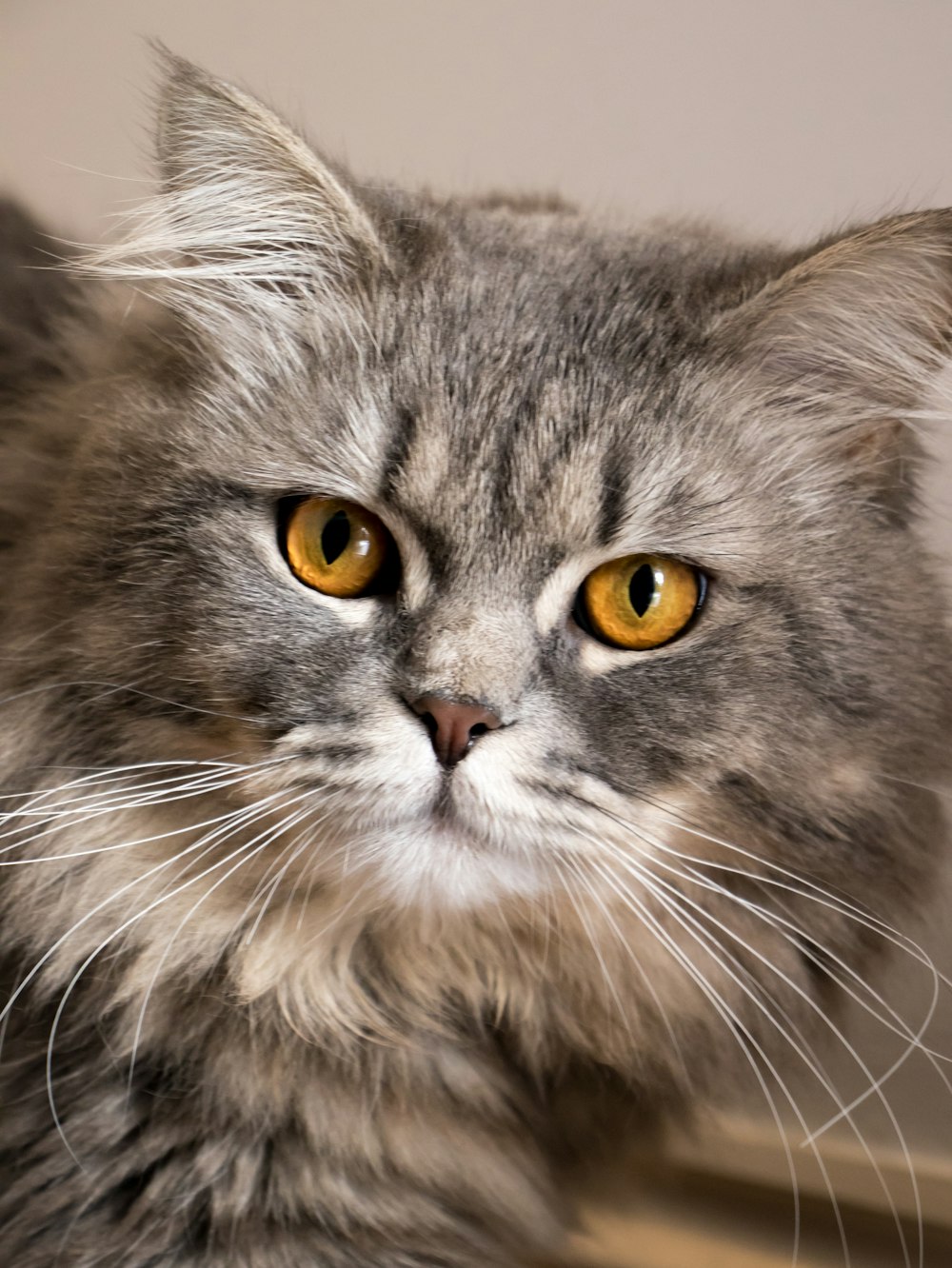 a gray cat with yellow eyes looking at the camera