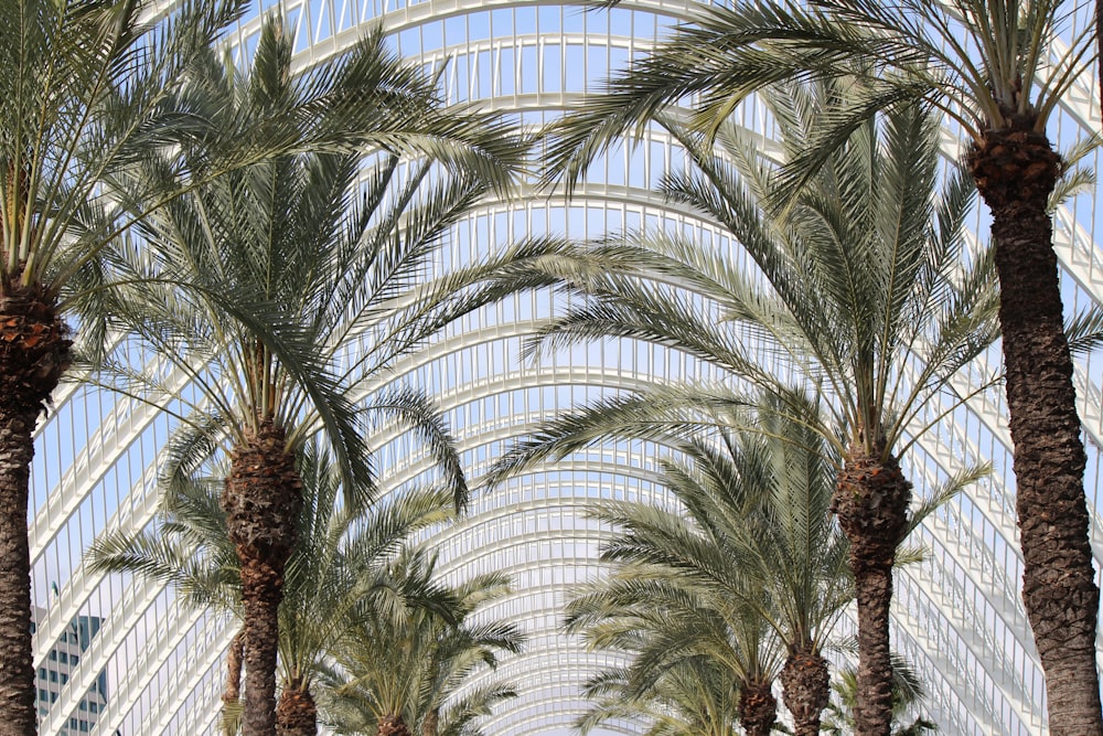 palm trees in a large building with a sky background