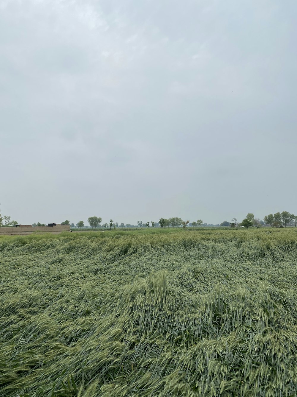 a large field of grass with a sky in the background