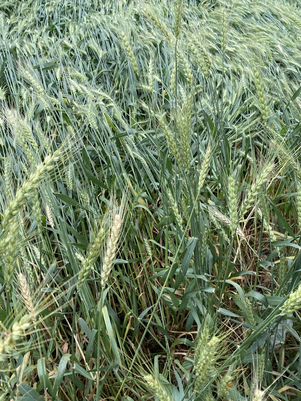 a close up of a field of green grass