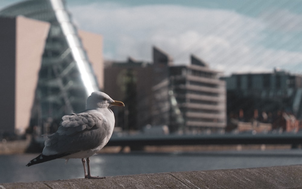 a seagull standing on a ledge in front of a body of water
