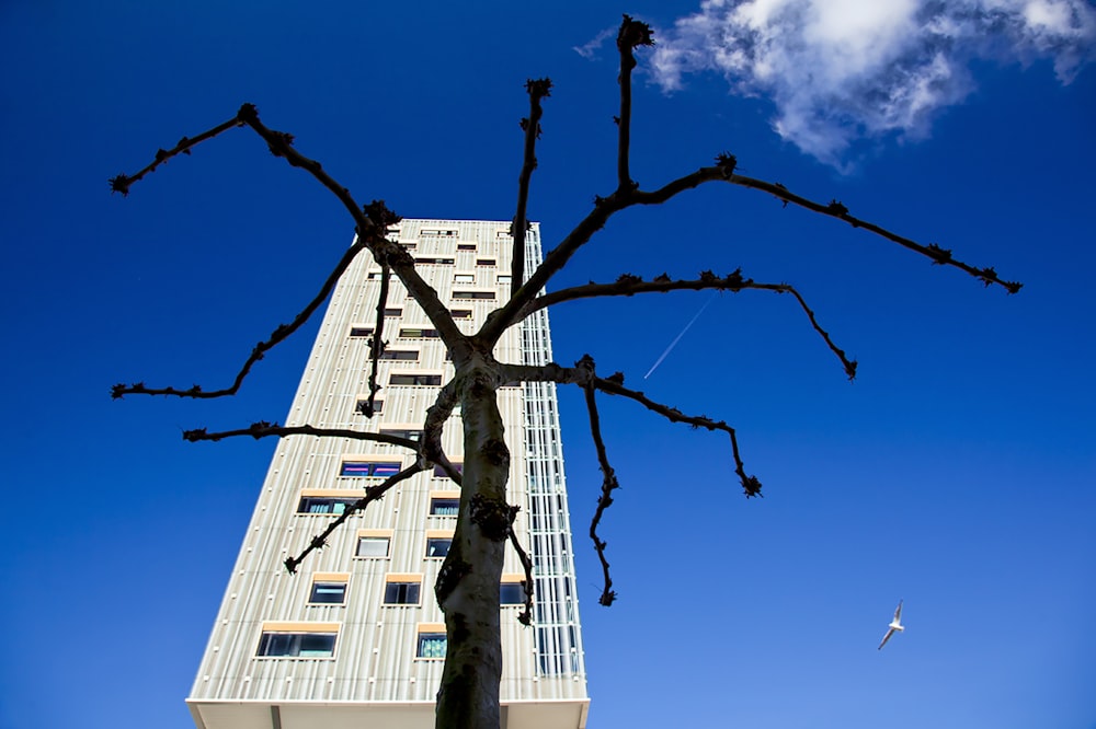 a tall building with a tree in front of it