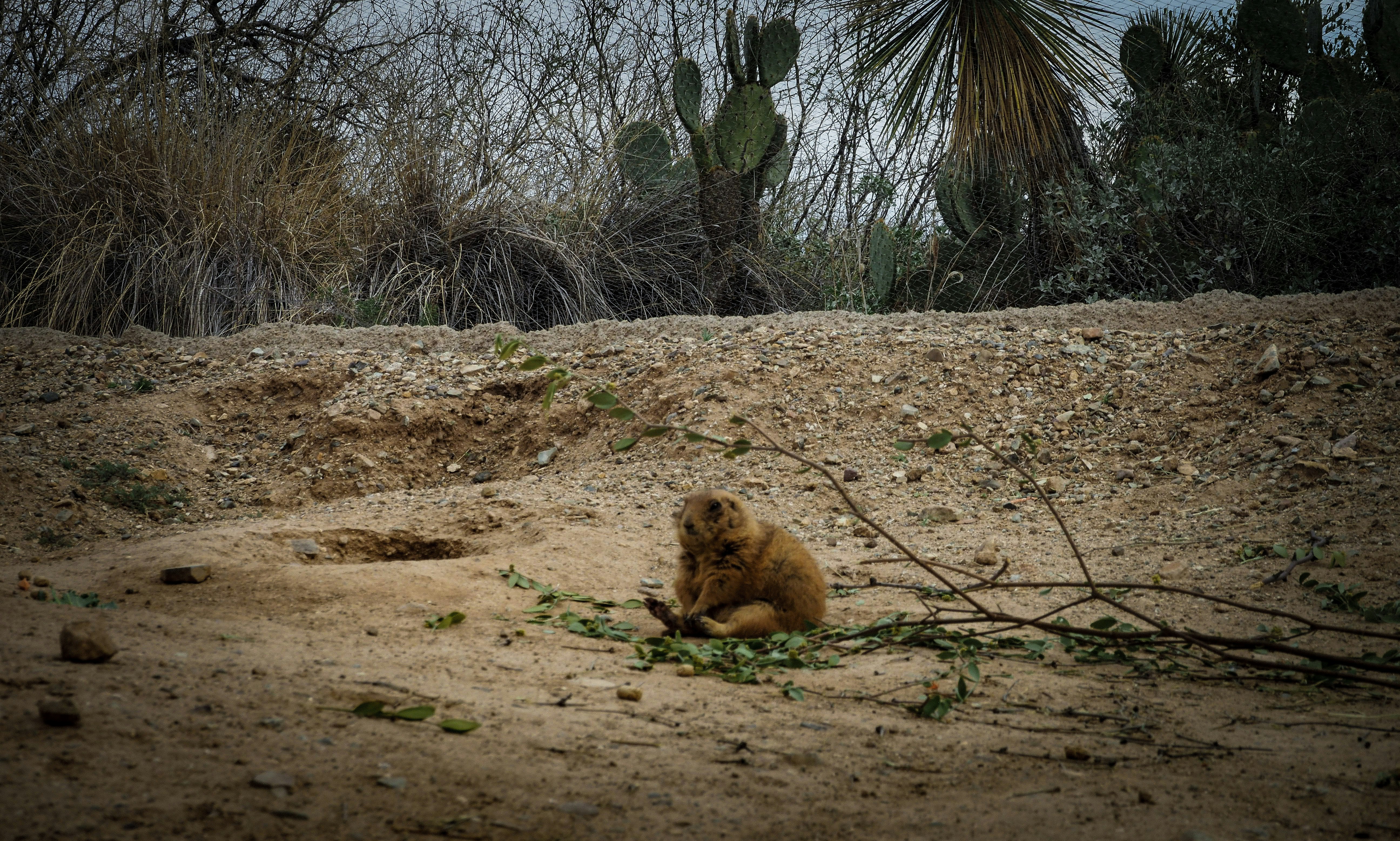 a brown bear laying on top of a dirt field