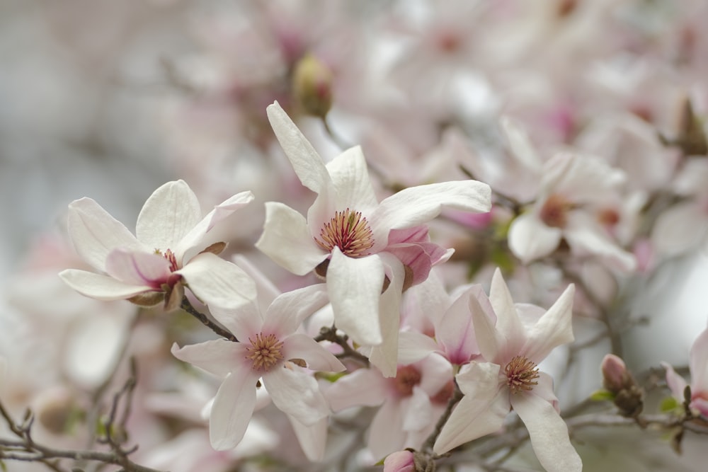 a bunch of white and pink flowers on a tree