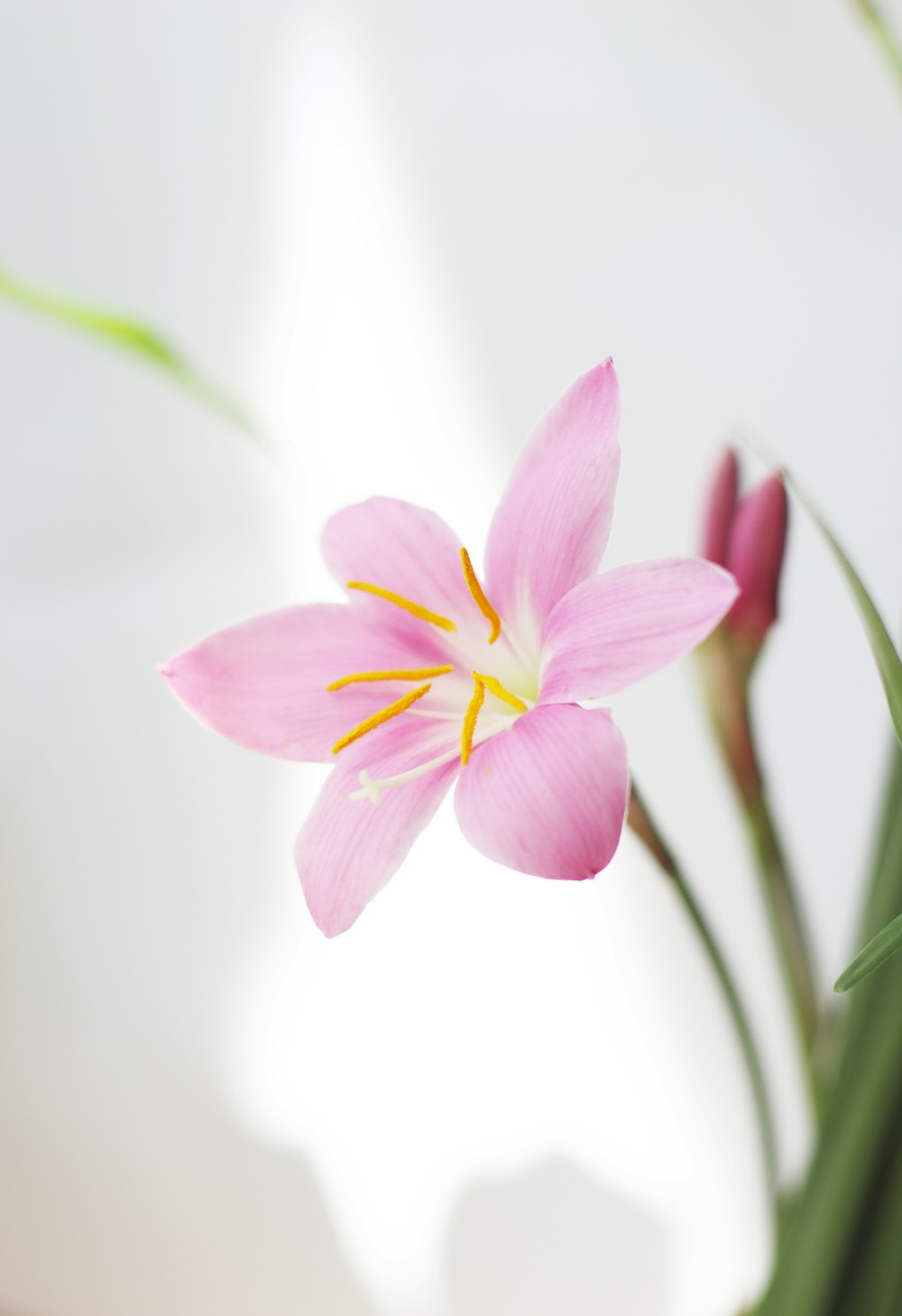 una flor rosada con tallos verdes en un jarrón