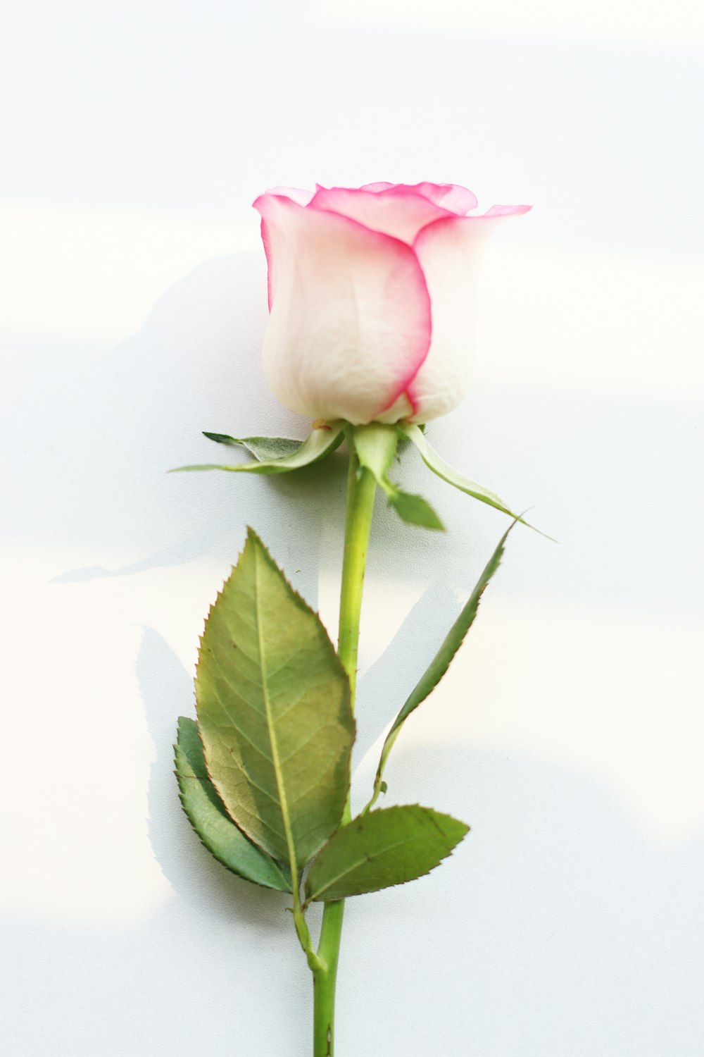 하얀 테이블 위에 앉아 있는 분홍색 장미 한 송이