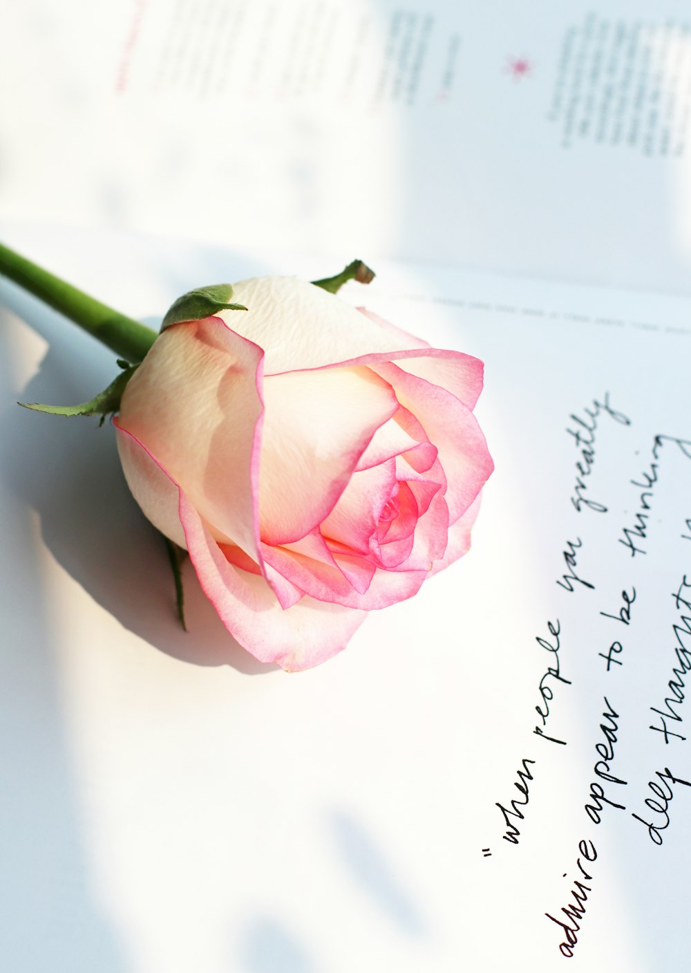 a pink rose sitting on top of a piece of paper