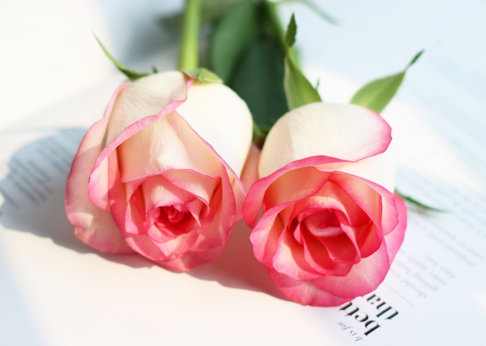 two pink and white roses sitting on top of a piece of paper