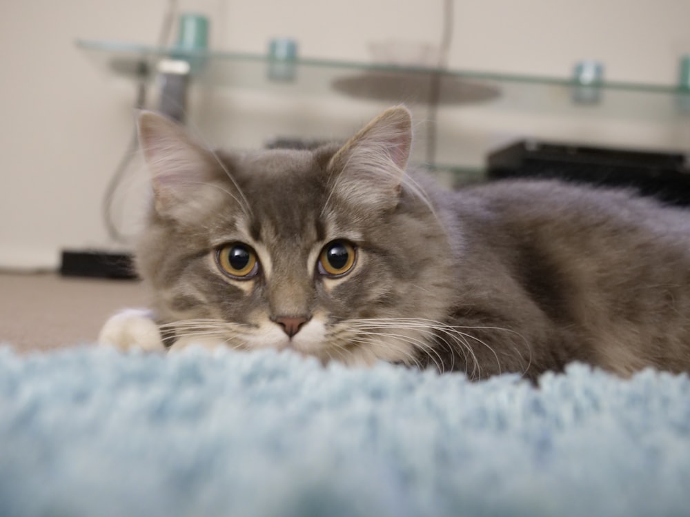 a cat laying on the floor looking at the camera