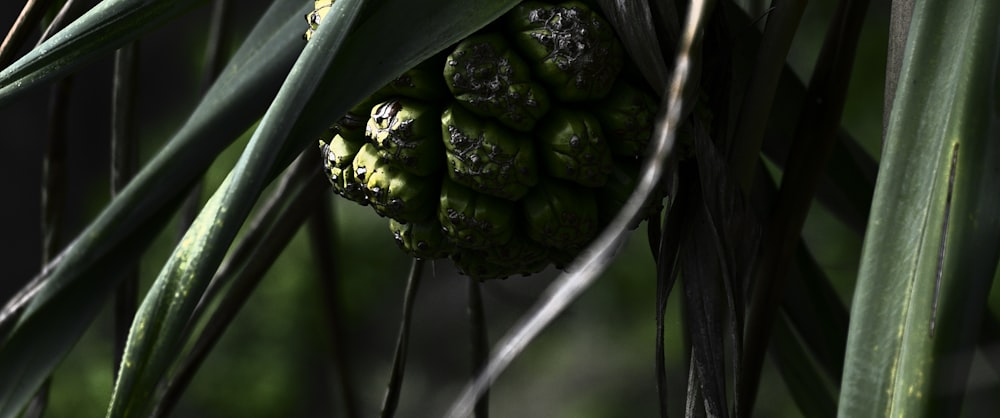 a close up of a bunch of fruit on a tree