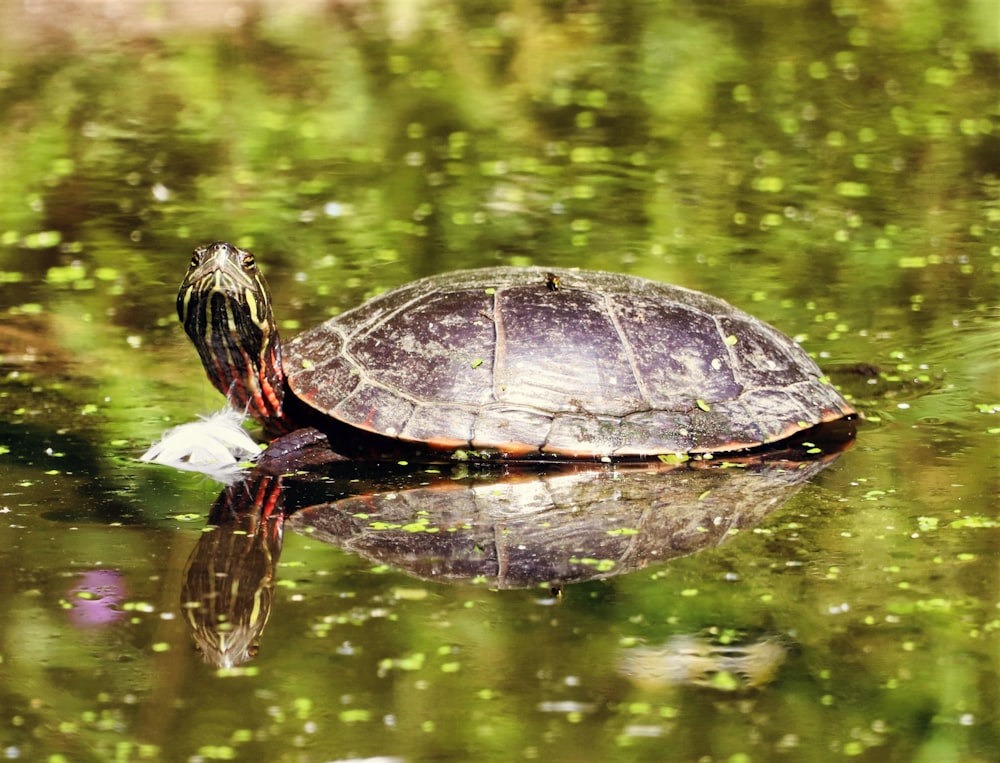 a turtle sitting on top of a body of water