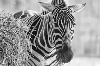 A zebra stands with its head turned slightly to the side, displaying its distinctive black and white striped pattern. It is chewing on some hay, with a focused expression. The background is softly blurred, highlighting the zebra as the main subject.