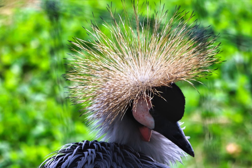 a close up of a bird with a plant on it's head