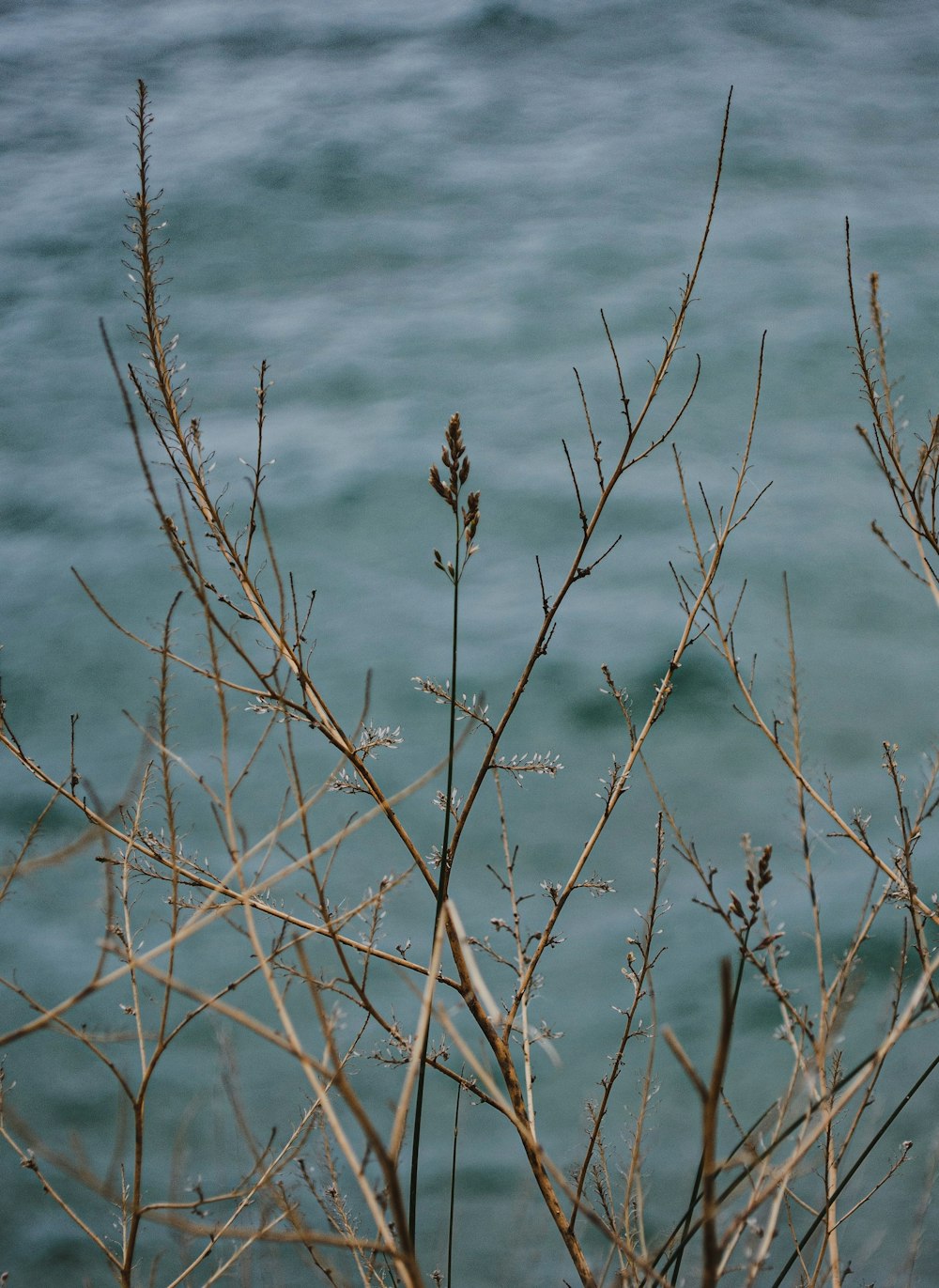 a bird is perched on a branch by the water