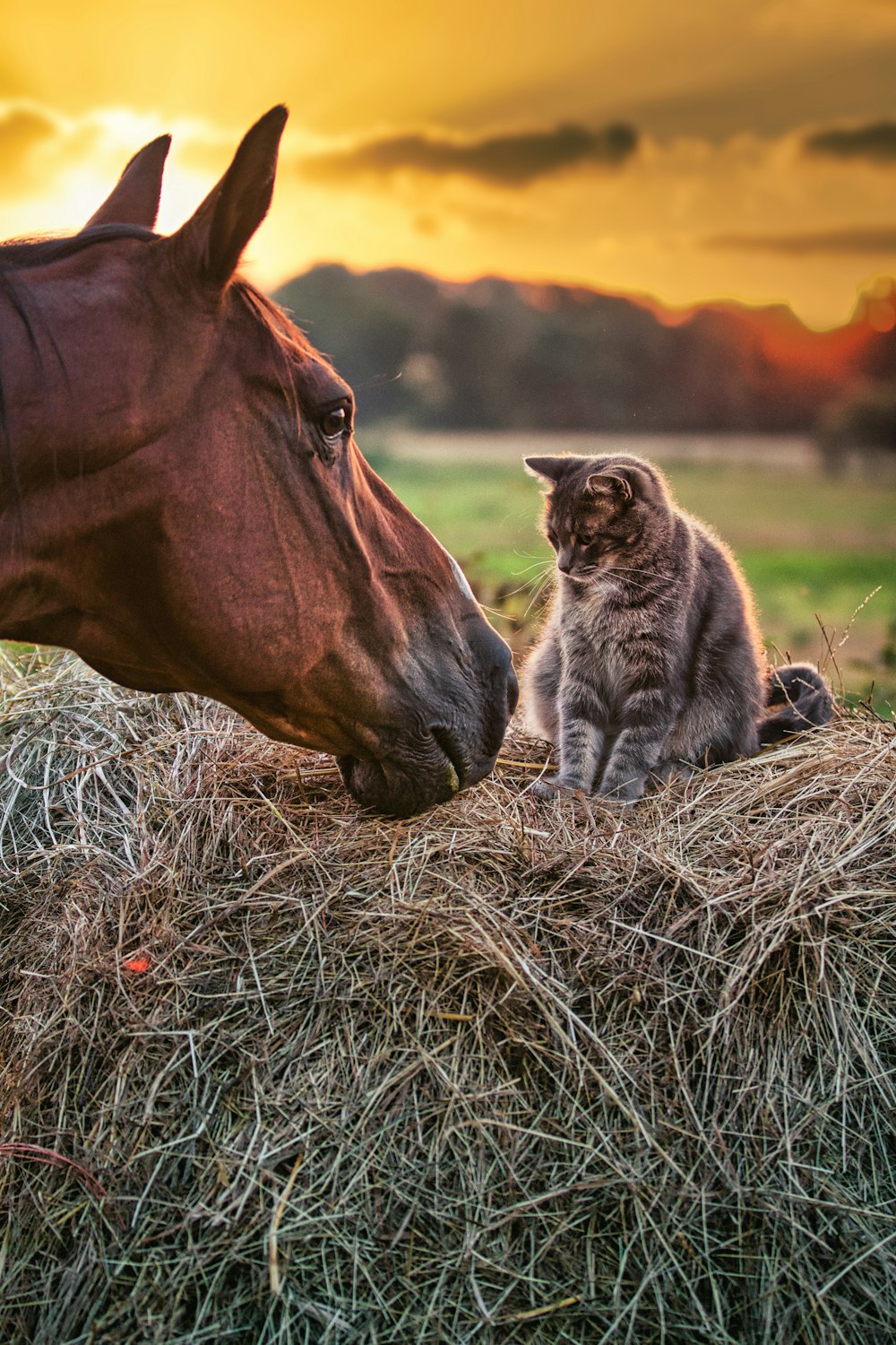 Un gato sentado encima de una pila de heno junto a un caballo
