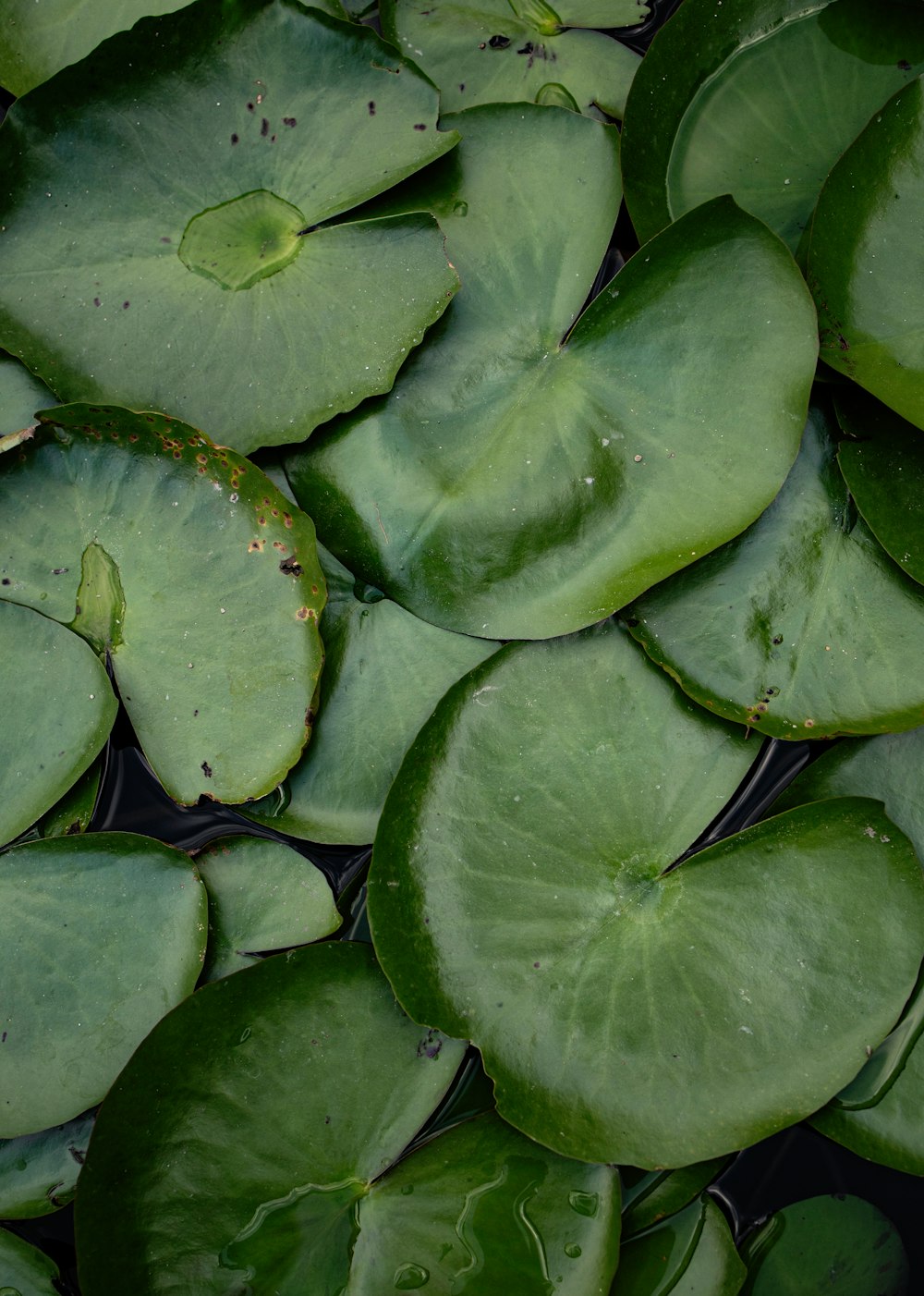 a bunch of green leaves floating on top of a body of water