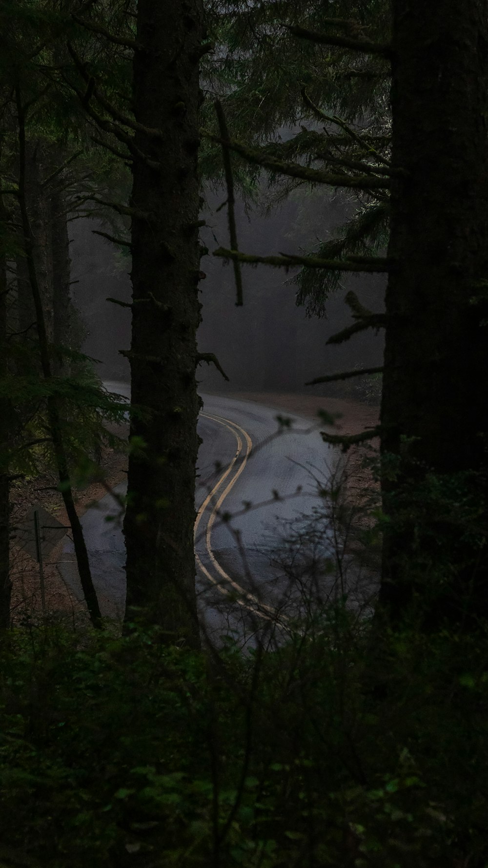 a road in the middle of a forest at night