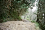 Pathway through the resort’s forested grounds with soft lighting and natural stone walkways.