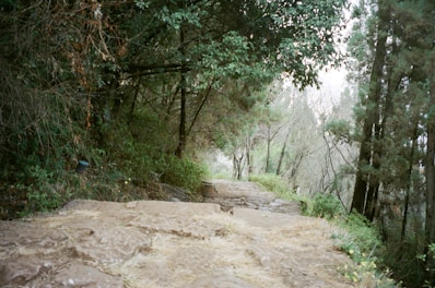 Pathway through the resort’s forested grounds with soft lighting and natural stone walkways.