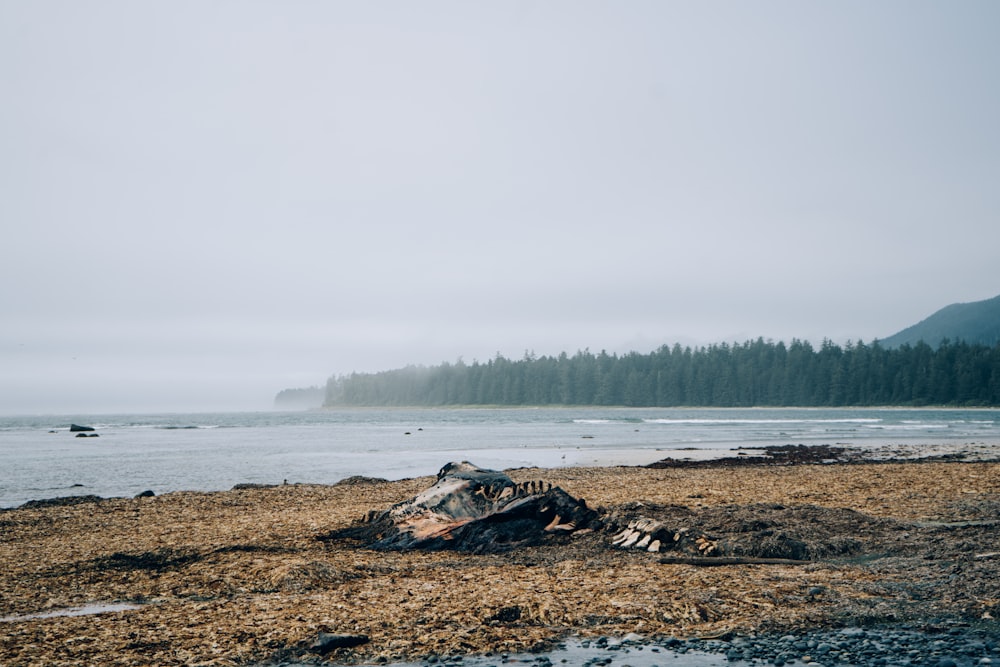 a tree stump on a beach with a boat in the background