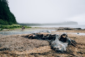 A rocky and sandy beach with a large, weathered piece of driftwood resembling a ribcage in the foreground. In the background, a dense forest of tall evergreen trees lines the coastline. The sky is overcast, and a thick fog covers the horizon, creating a misty atmosphere. Two hikers are visible walking along the shore near the edge of the forest.