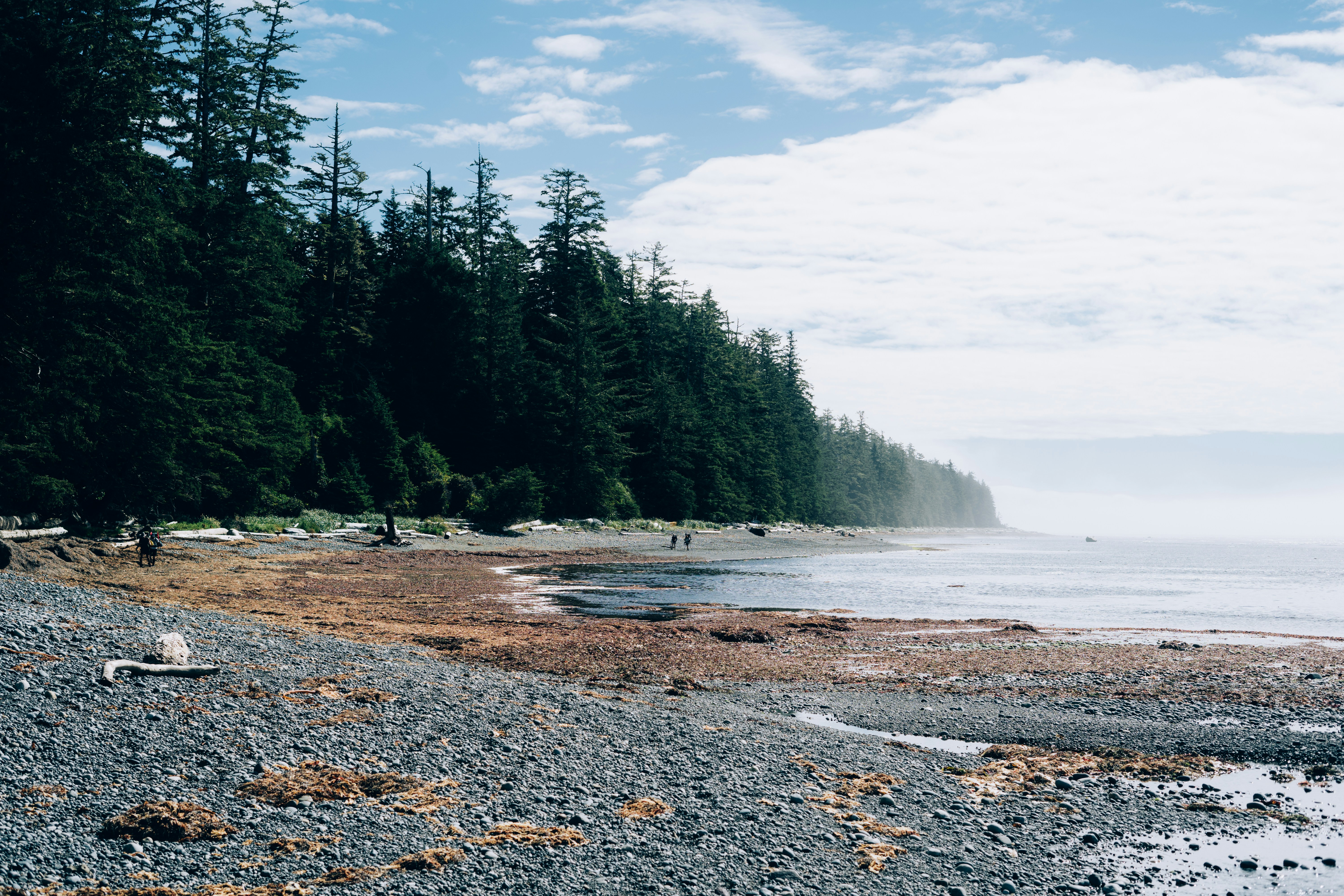 a rocky beach with trees and a body of water