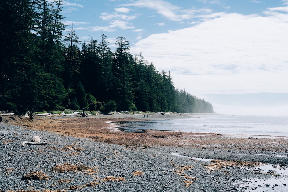 a rocky beach with trees and a body of water