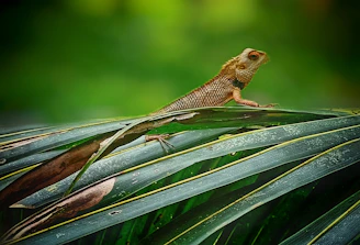 a lizard sitting on top of a green leaf