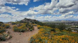 A winding trail cuts through vibrant wildflowers leading to a distant canyon.