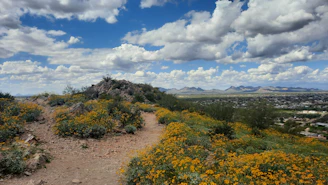 A winding trail leading through wildflowers toward distant rocky cliffs