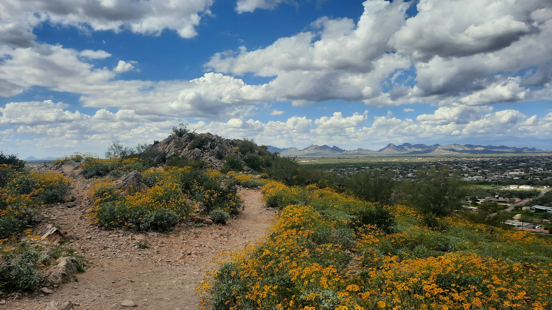 A winding trail leading through wildflower meadows toward a distant rocky summit.