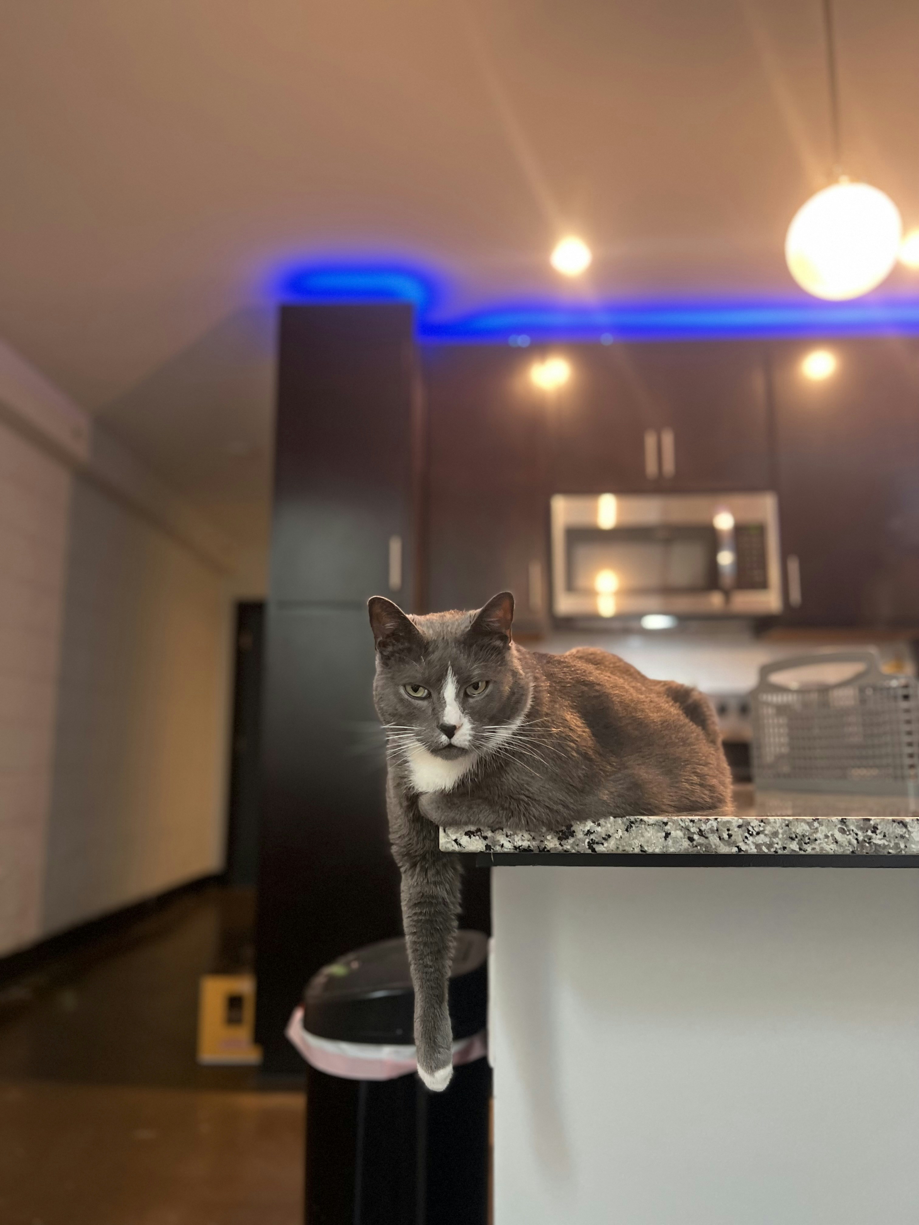 Smart Cat Feeder