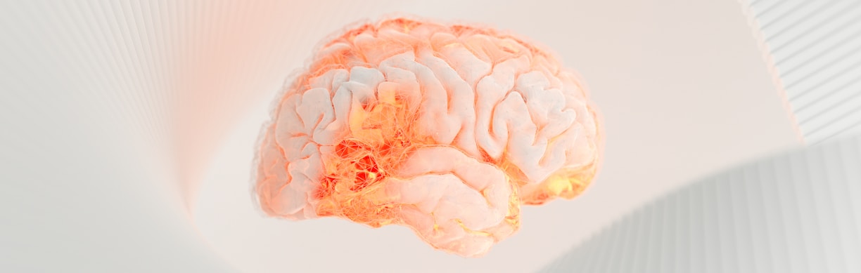 a close up of a human brain on a white surface