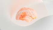a close up of a human brain on a white surface