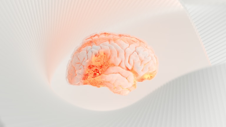 A human brain model is floating against a soft, abstract white background with curved, ribbed structures. The brain is illuminated with a warm, glowing hue, highlighting its intricate surface details.