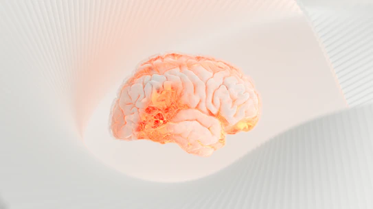 a close up of a human brain on a white surface