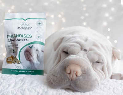 A wrinkled dog peacefully sleeping next to a bag of calming dog treats under soft, diffused lighting with a bokeh effect in the background.