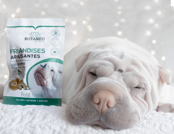 A wrinkled dog peacefully sleeping next to a bag of calming dog treats under soft, diffused lighting with a bokeh effect in the background.