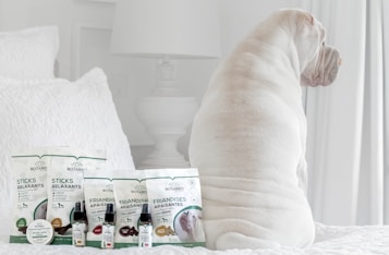 A white dog is sitting on a bed facing away from the camera. In front of the dog, there are several pet care products, including treats and oils labeled Botaneo, arranged neatly on the bed. The background features white bedding and a white nightstand with a white lamp.