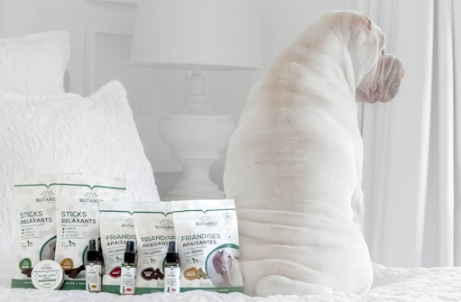 A white dog is sitting on a bed facing away from the camera. In front of the dog, there are several pet care products, including treats and oils labeled Botaneo, arranged neatly on the bed. The background features white bedding and a white nightstand with a white lamp.