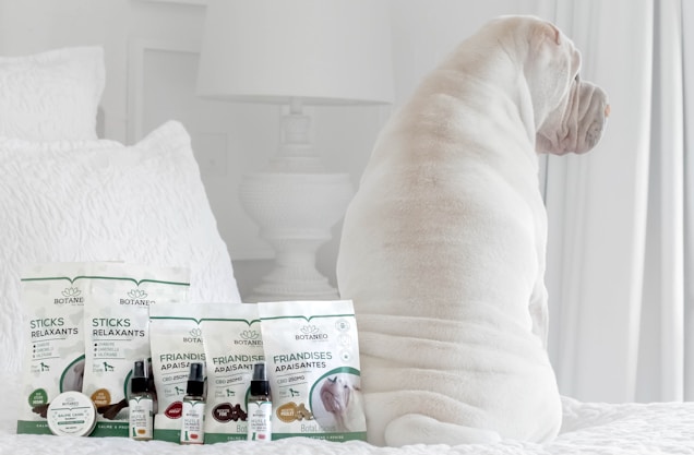 A white dog is sitting on a bed facing away from the camera. In front of the dog, there are several pet care products, including treats and oils labeled Botaneo, arranged neatly on the bed. The background features white bedding and a white nightstand with a white lamp.