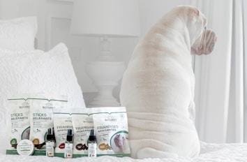 A white dog is sitting on a bed facing away from the camera. In front of the dog, there are several pet care products, including treats and oils labeled Botaneo, arranged neatly on the bed. The background features white bedding and a white nightstand with a white lamp.