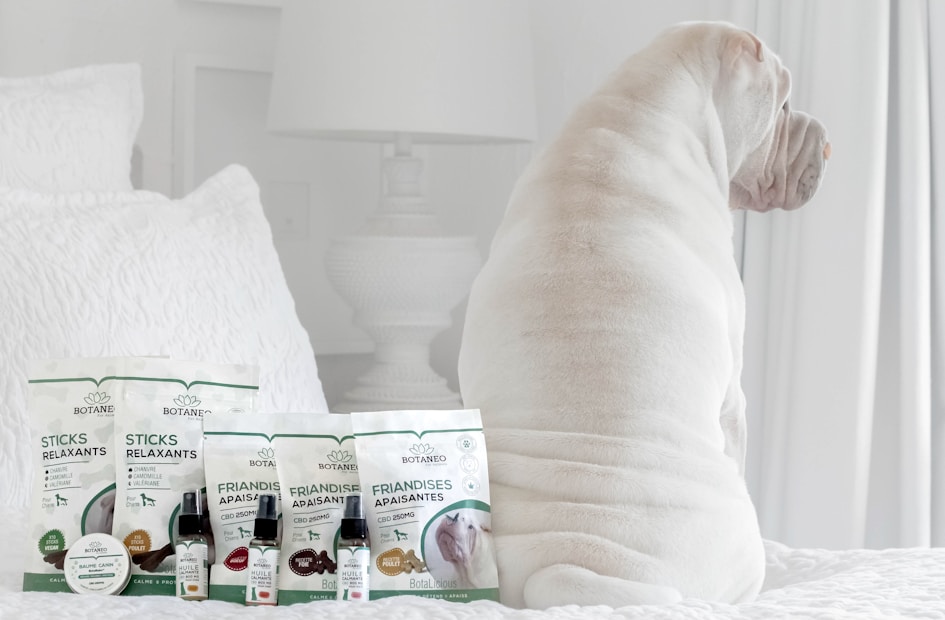 A white dog is sitting on a bed facing away from the camera. In front of the dog, there are several pet care products, including treats and oils labeled Botaneo, arranged neatly on the bed. The background features white bedding and a white nightstand with a white lamp.