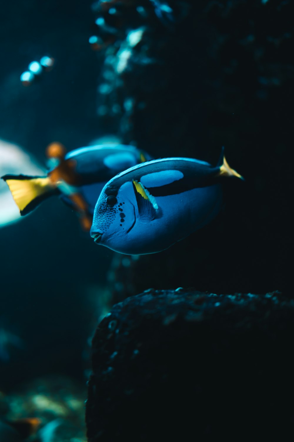 Un par de peces azules nadando en un acuario