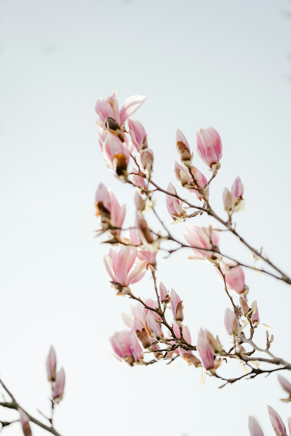 a branch with pink flowers against a white sky